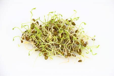 Semená na klíèky zelená šošovka 20g