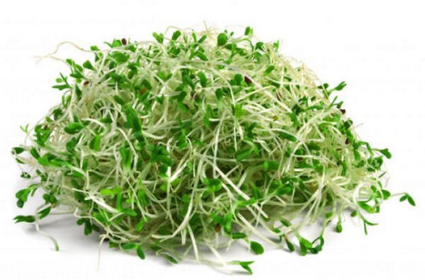 Semená na klíèky lucerna (alfalfa) 20g